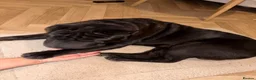 Shar Pei dogs for sale: Male Sharpei Puppy Brush coat  - Advert 3