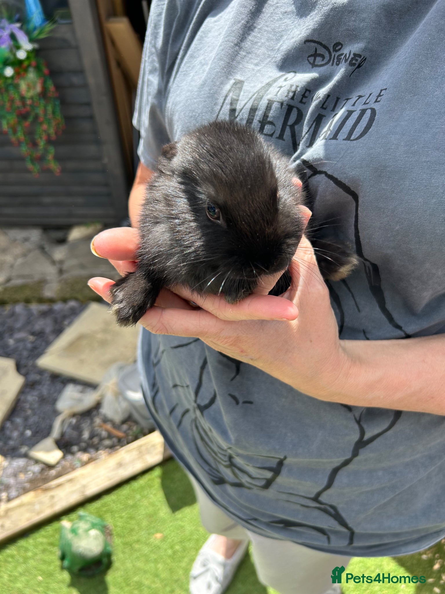 Mixed Breed rabbits for sale: Baby Bunnys  - Advert 2