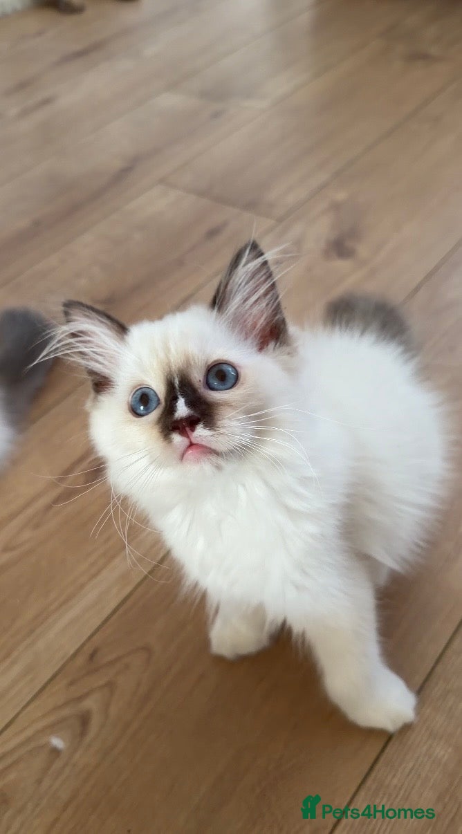 Ragdoll cats GCCF Ragdoll Kittens Championlines  - Advert 2