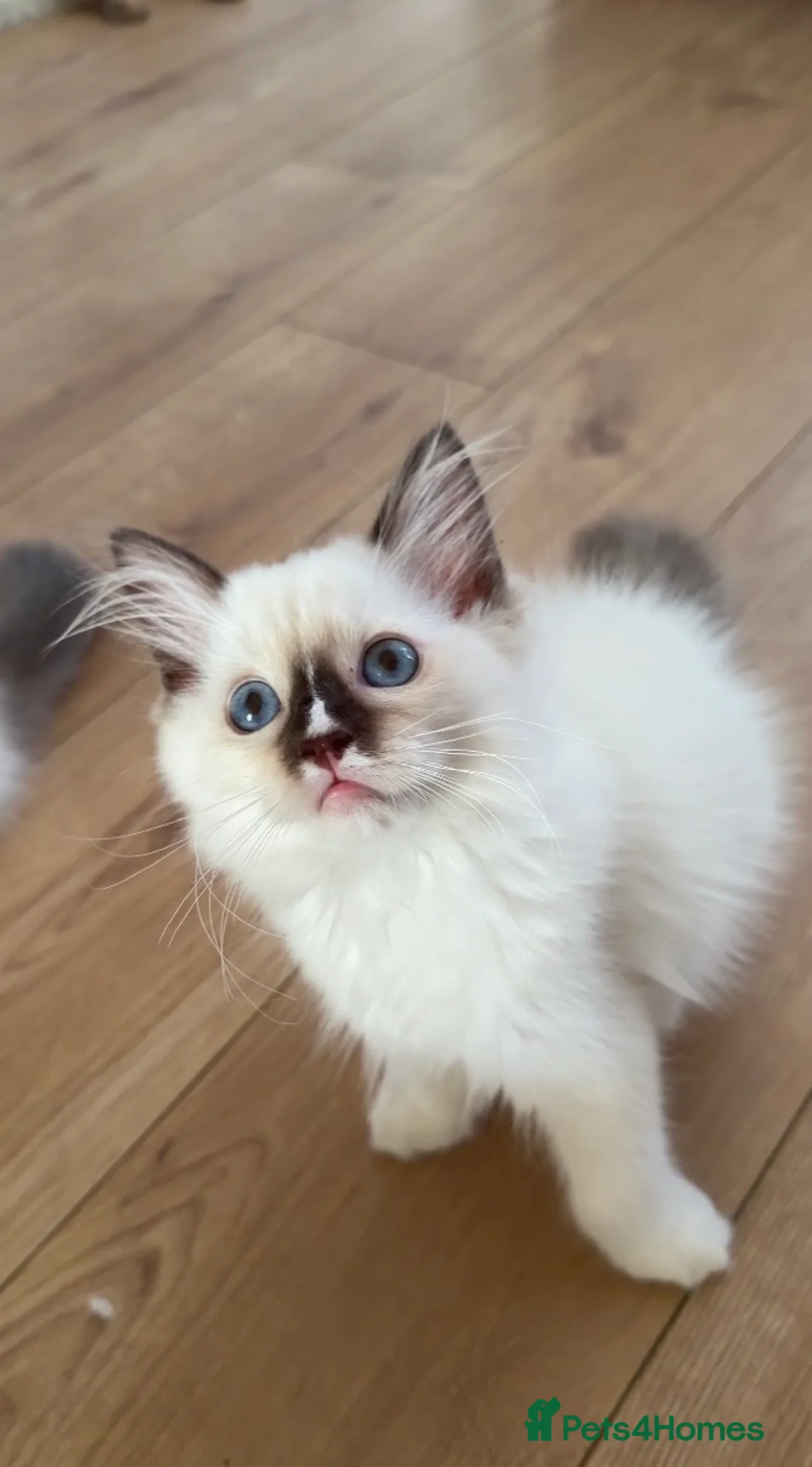 Ragdoll cats for sale: Reduced- GCCF Ragdoll Kittens Championlines  - Advert 2