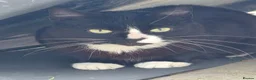 Mixed Breed cats for sale: Lovely 4Yr-Old Tuxedo Cat – Neutered & Microchip'd in Sheffield - Advert 2
