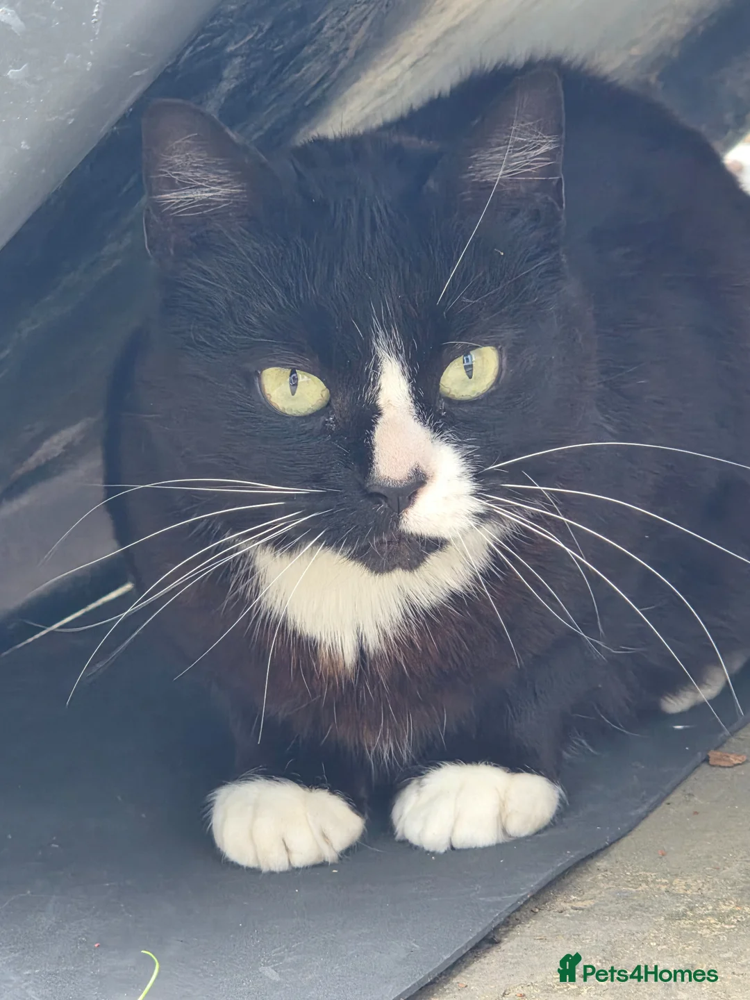 Mixed Breed cats for sale: Lovely 4Yr-Old Tuxedo Cat – Neutered & Microchip'd in Sheffield - Advert 2