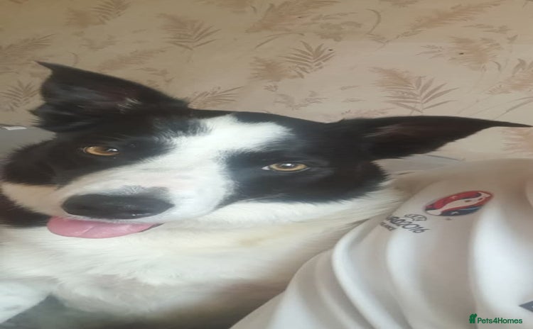 Border Collie dogs - Advert 7