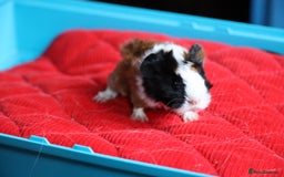 Guinea Pig rodents for sale: Peruvian long haired Babies - Advert 14