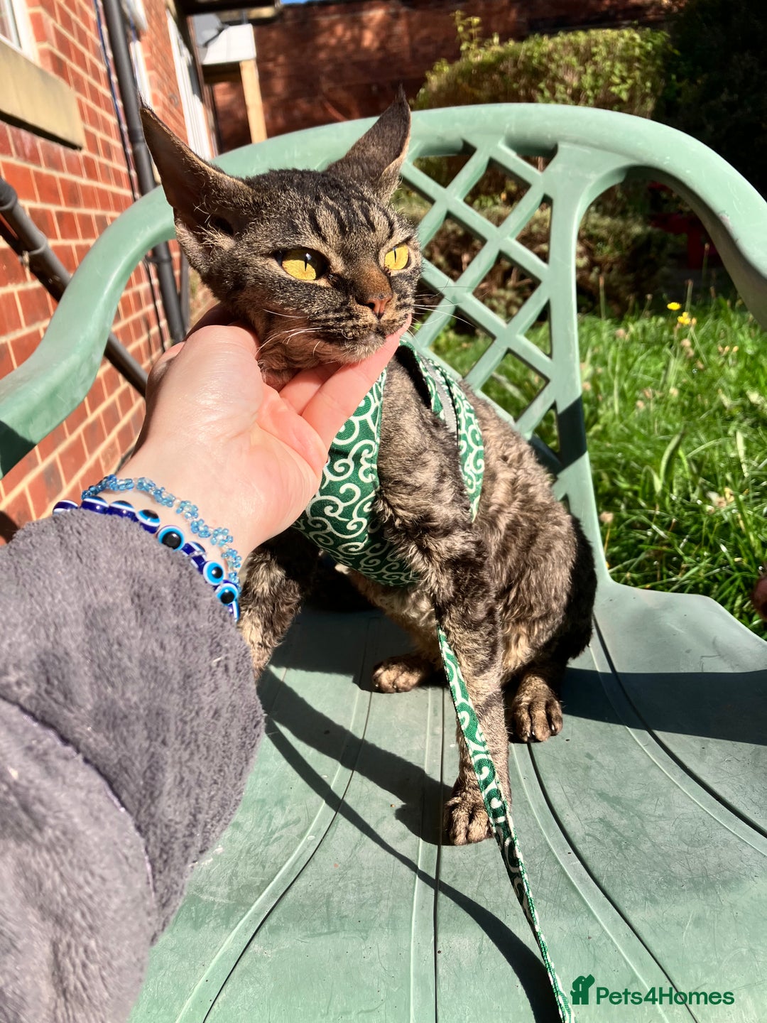 Devon Rex cats for sale: GCCF Registered Young Adult Females - Advert 14