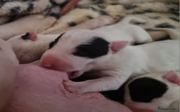 Bull Terrier dogs for sale: Bullterrier pups  - Image 20