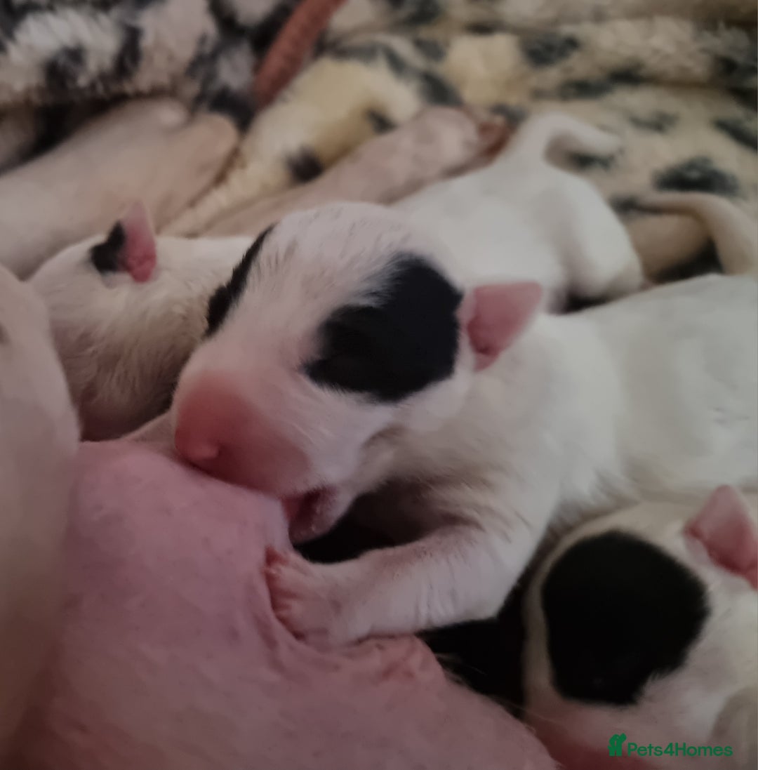 Bull Terrier dogs for sale: Bullterrier pups  - Image 20