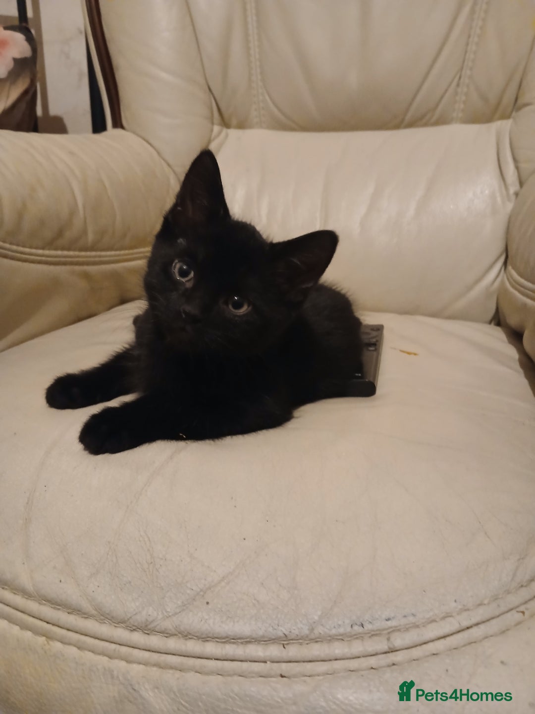 Mixed Breed cats for sale: Kittens for sale - Advert 2