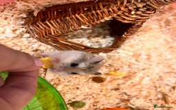 Hamster rodents for sale: Dwarf hamster - Image 4