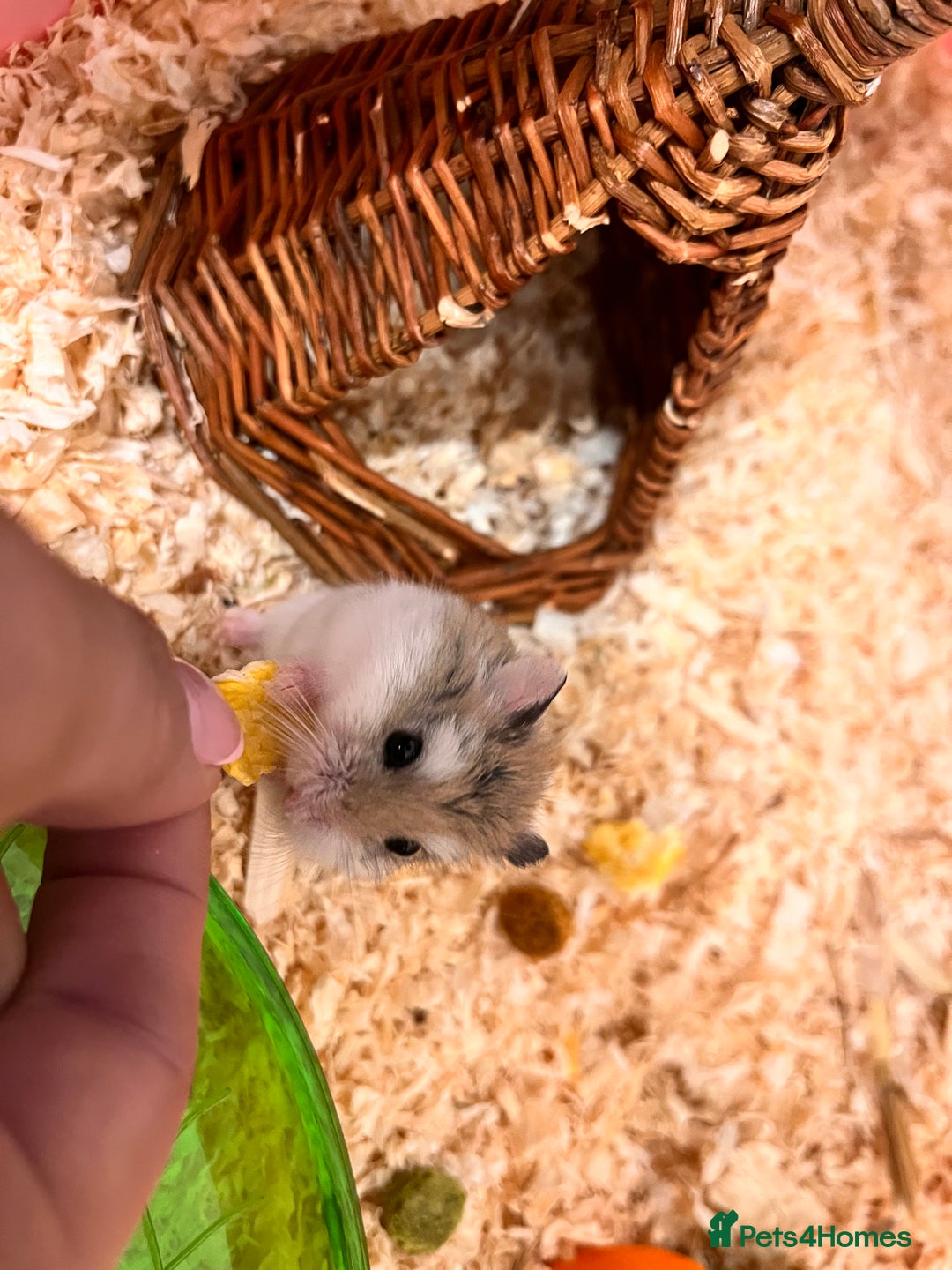 Hamster rodents for sale: Dwarf hamster - Image 4