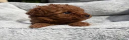 Cavapoo dogs for sale: Reduced & Ready! Tiny toy boy Cavapoos - Advert 11