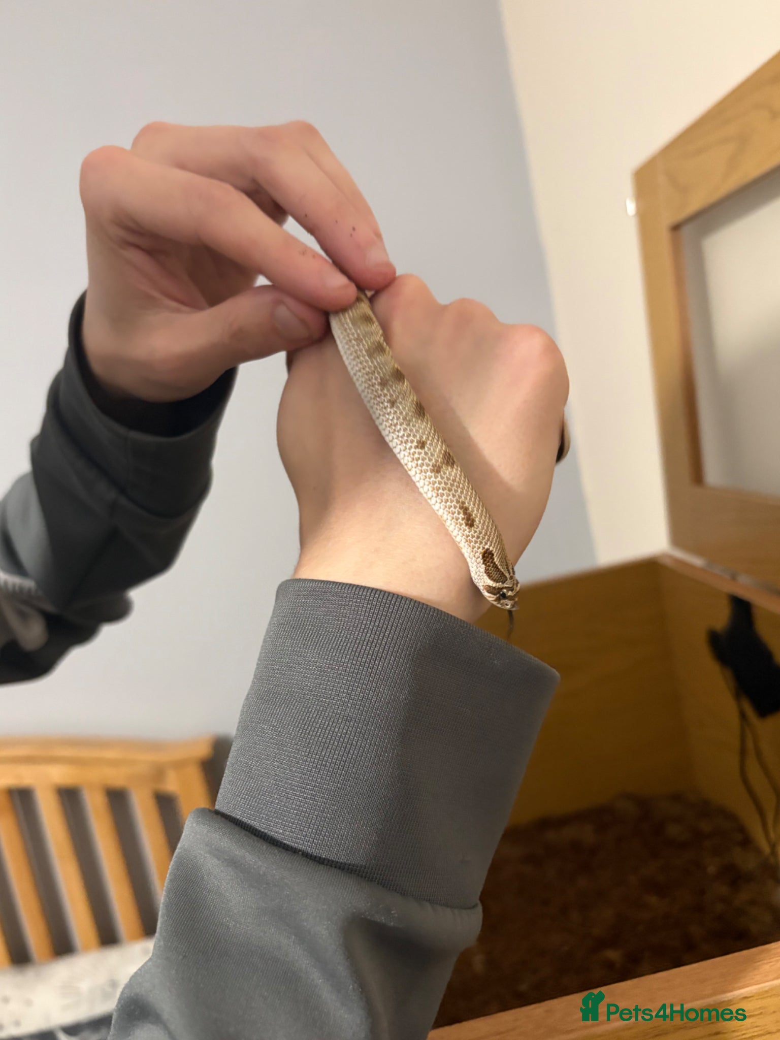Snake reptiles for sale: Caramel hognose snake  in Scunthorpe - Advert 5
