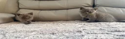 British Longhair cats for sale: British long hair kittens  - Advert 11