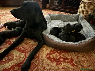 Labrador Retriever dogs Beautiful kc reg black labradors - Advert 3