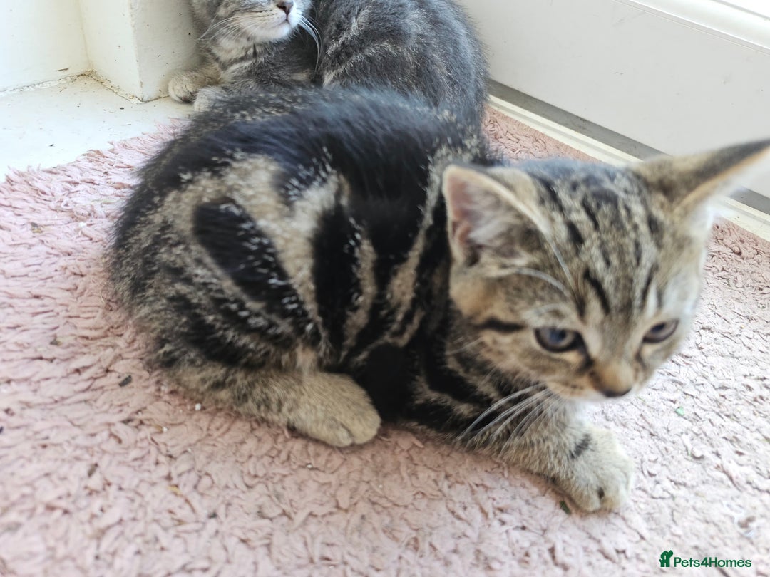 Mixed Breed cats for sale: Three kittens. Mother british short hair. - Image 5