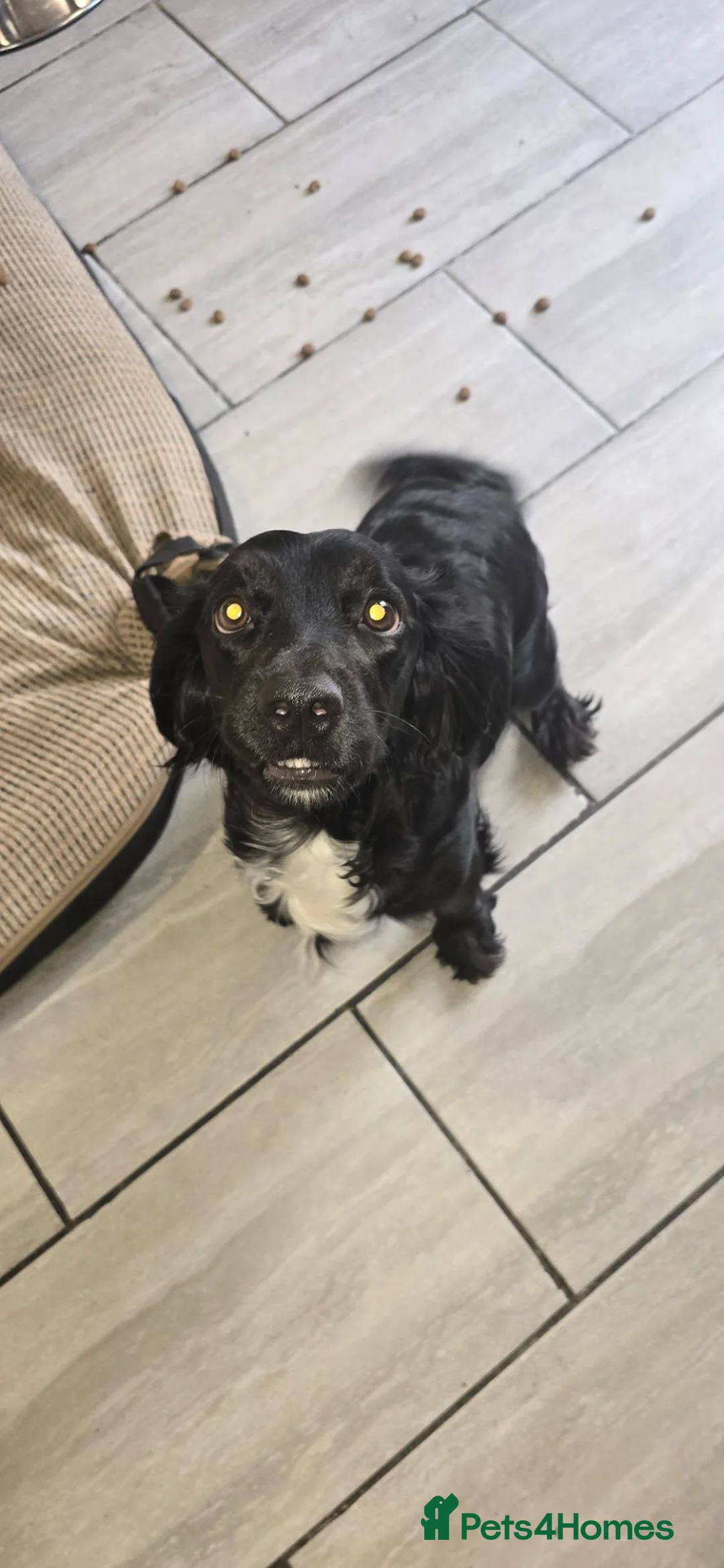 Sprocker dogs for sale: Sprocker puppies  - Advert 2