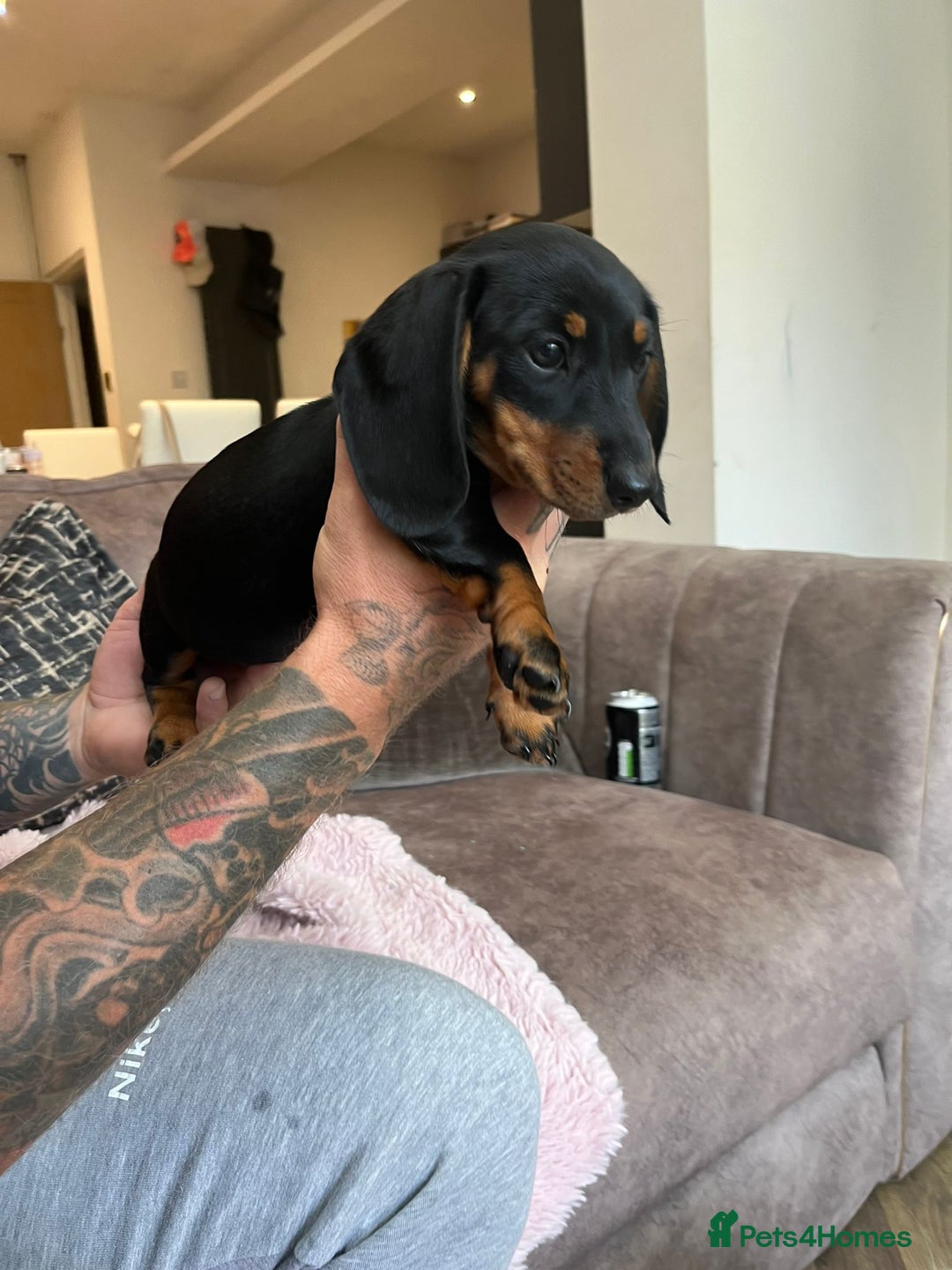 Miniature Dachshund dogs for sale: BEAUTIFUL MINIATURE DACHSHUND PUPPIES - Image 3