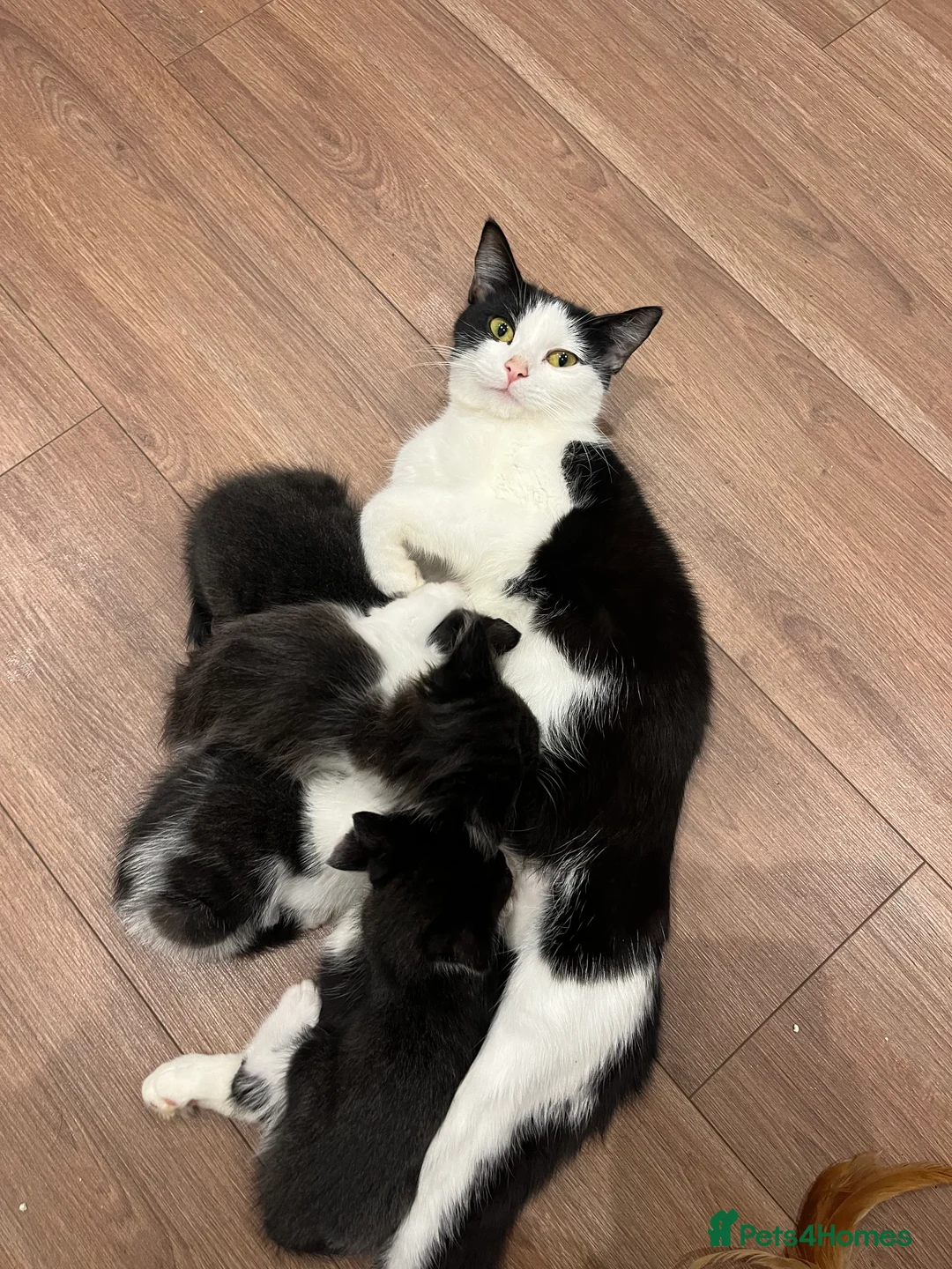 Mixed Breed cats for sale: Adorable Domestic long hair and short hair kittens - Advert 12