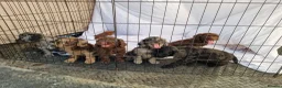 Cockapoo dogs for sale: Cockerpoo pups  - Advert 1