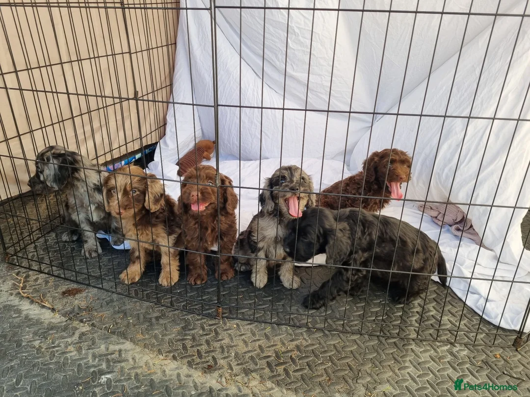 Cockapoo dogs for sale: Cockerpoo pups  - Advert 1