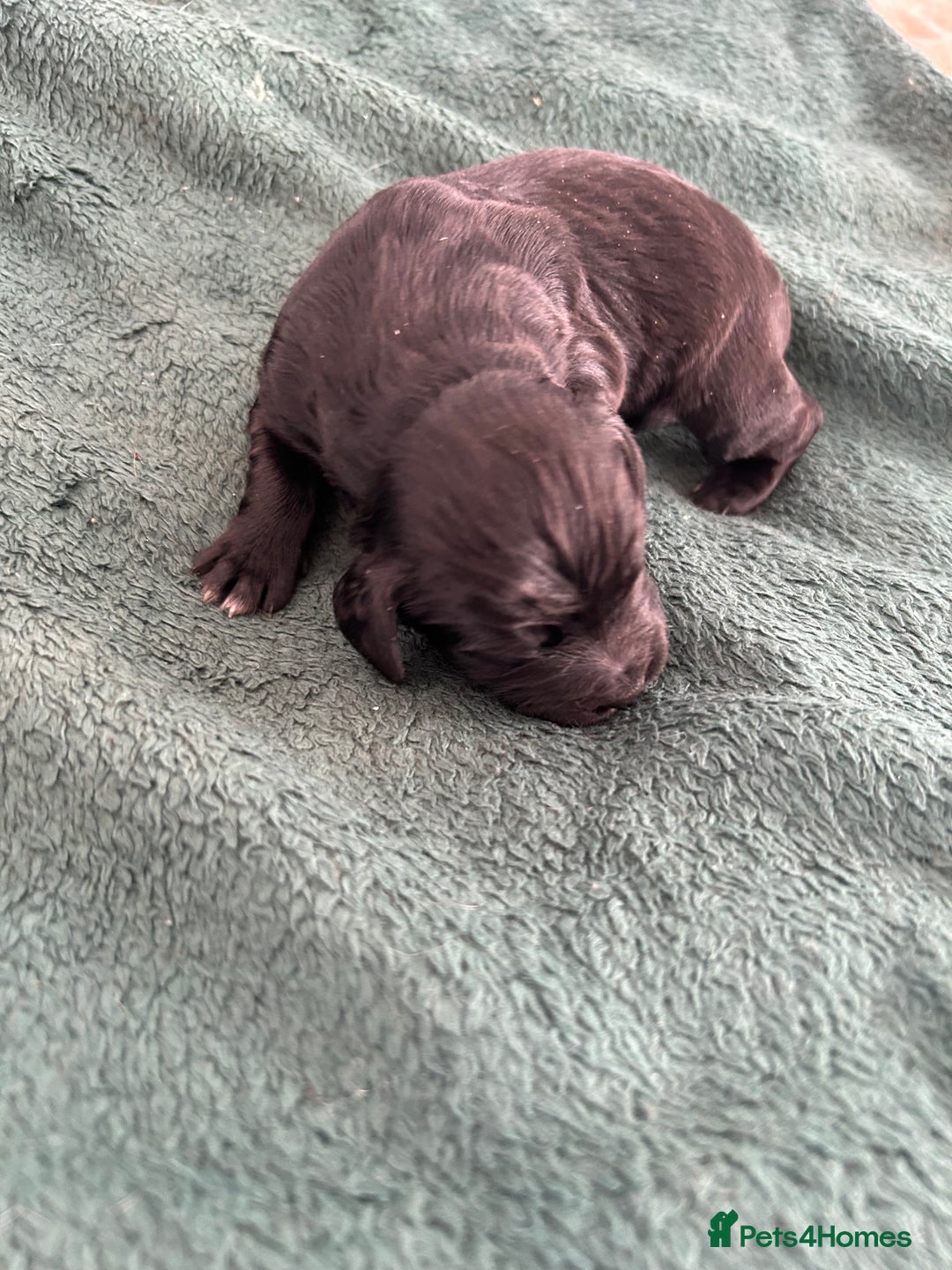Cockapoo dogs for sale: 6 beautiful cocker spaniel puppies for sale - Advert 5
