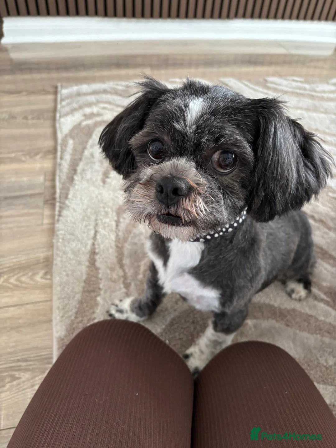 Lhasa Apso dogs for sale: Lhasa apso  - Advert 4