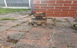 Pomeranian dogs for sale: 5 BEAUTIFUL TEDDY TYPE FOXY POMERANIANS - Image 16