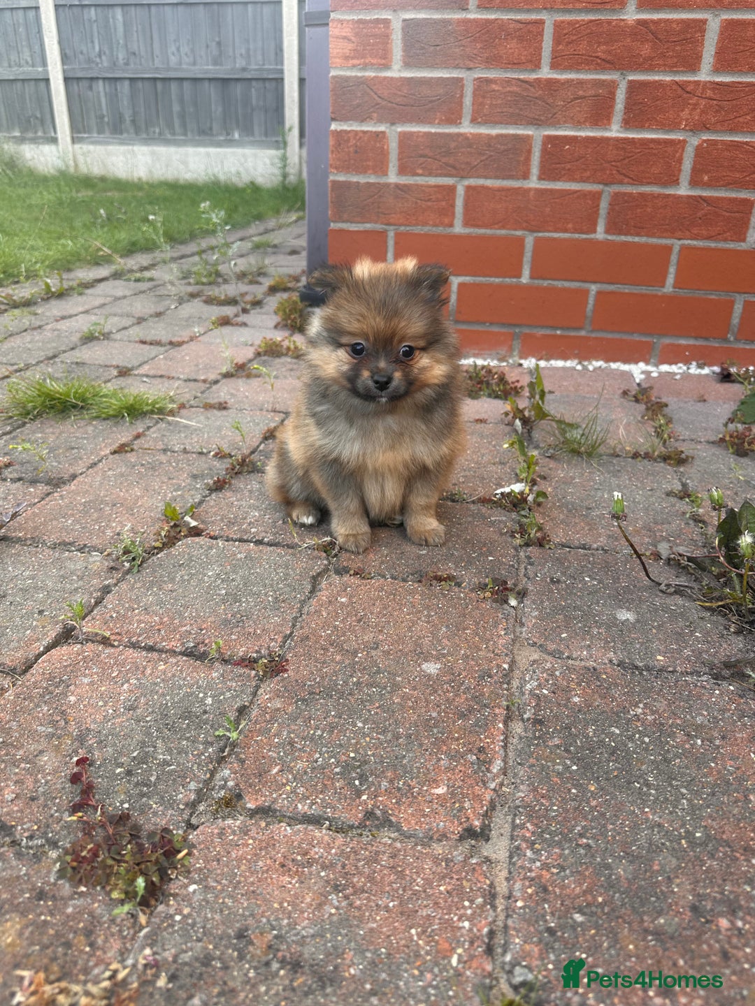 Pomeranian dogs for sale: 5 BEAUTIFUL TEDDY TYPE FOXY POMERANIANS - Image 16