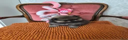 Pomeranian dogs for sale: Pomeranian Puppies - Advert 8