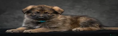 German Shepherd 1