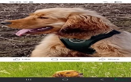 Cocker Spaniel dogs for sale: KC Golden Show Spaniels - Image 11
