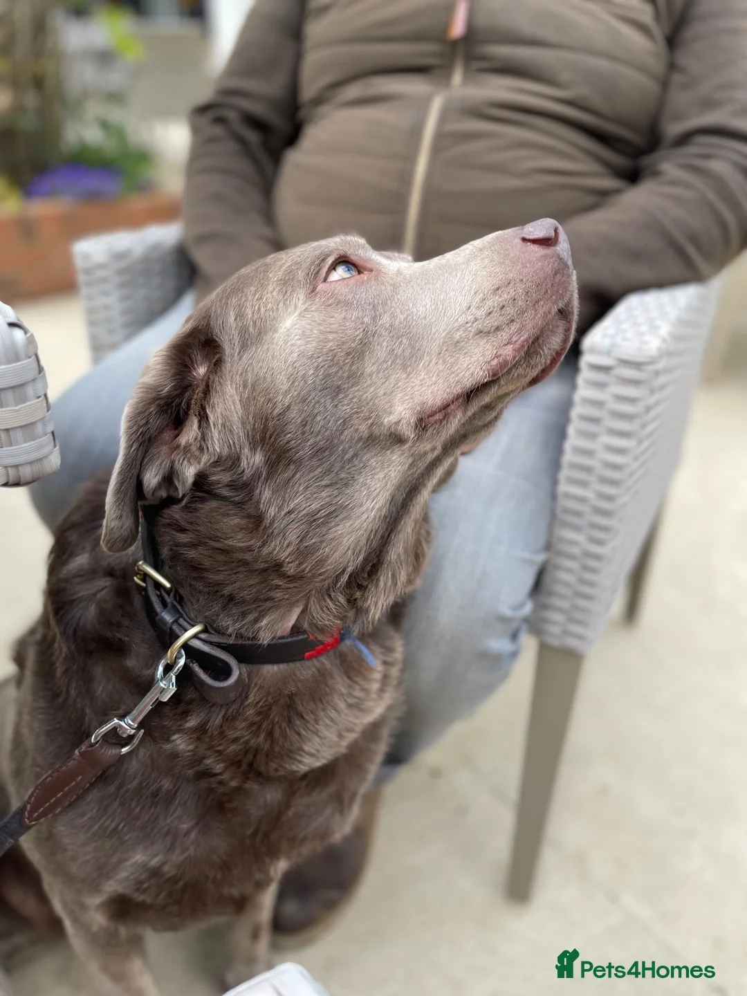 Labrador Retriever dogs for sale: Stunning KC Pedigree Silver Labrador Puppies - Advert 9