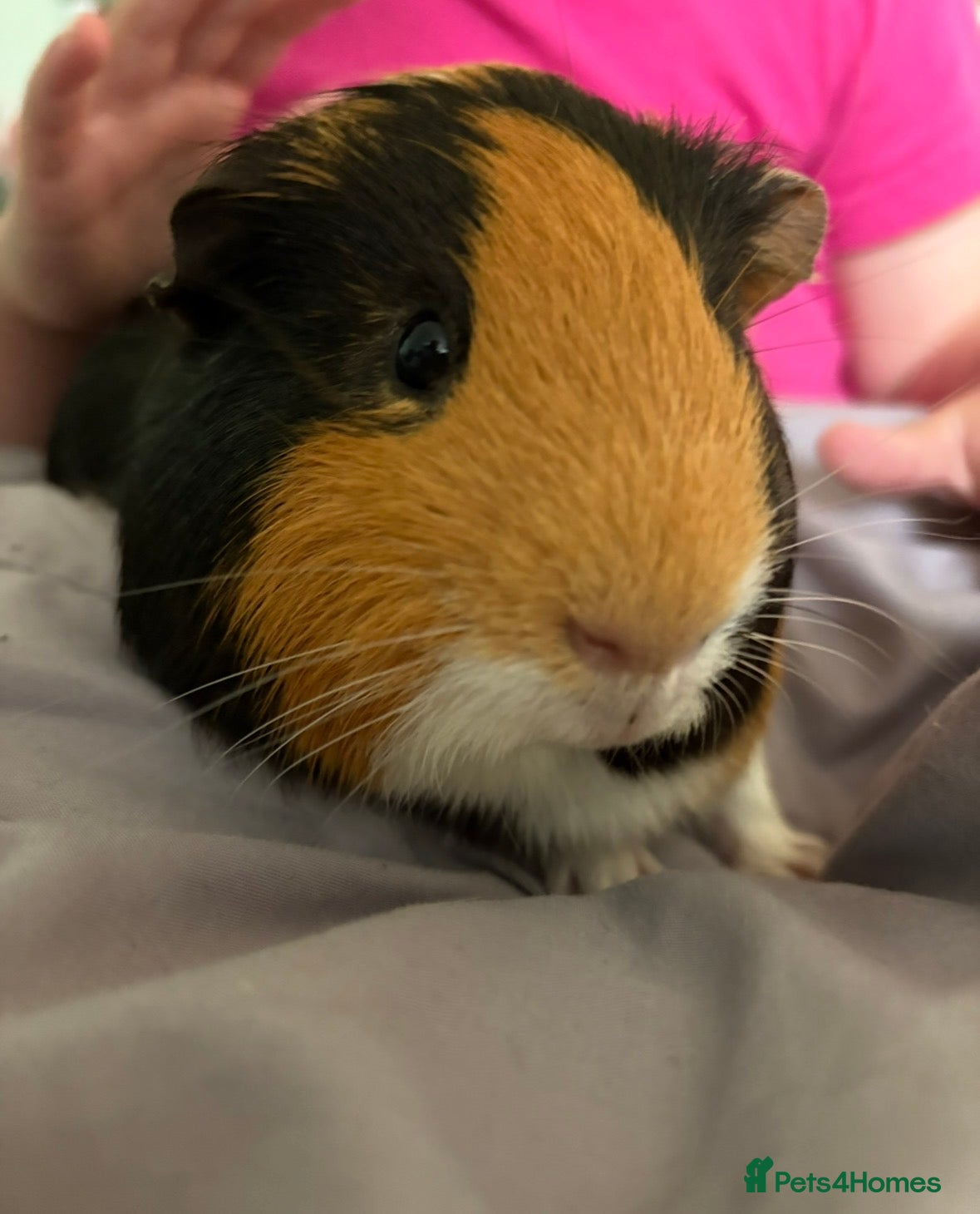 Guinea Pig rodents 2 boy guinea pigs ( father & son)  - Advert 1