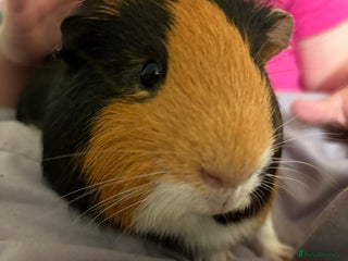 Guinea Pig rodents 2 boy guinea pigs ( father & son) - Advert 1