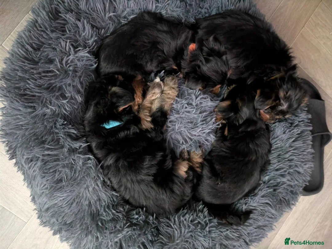 Yorkshire Terrier dogs for sale: Cute yorkies for sale - Advert 8