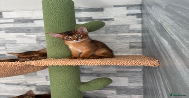 Abyssinian cats - Advert 1