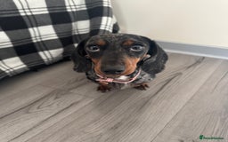 Miniature Dachshund dogs for sale: Miniature Dachsund - 1 year 5 month  - Image 3
