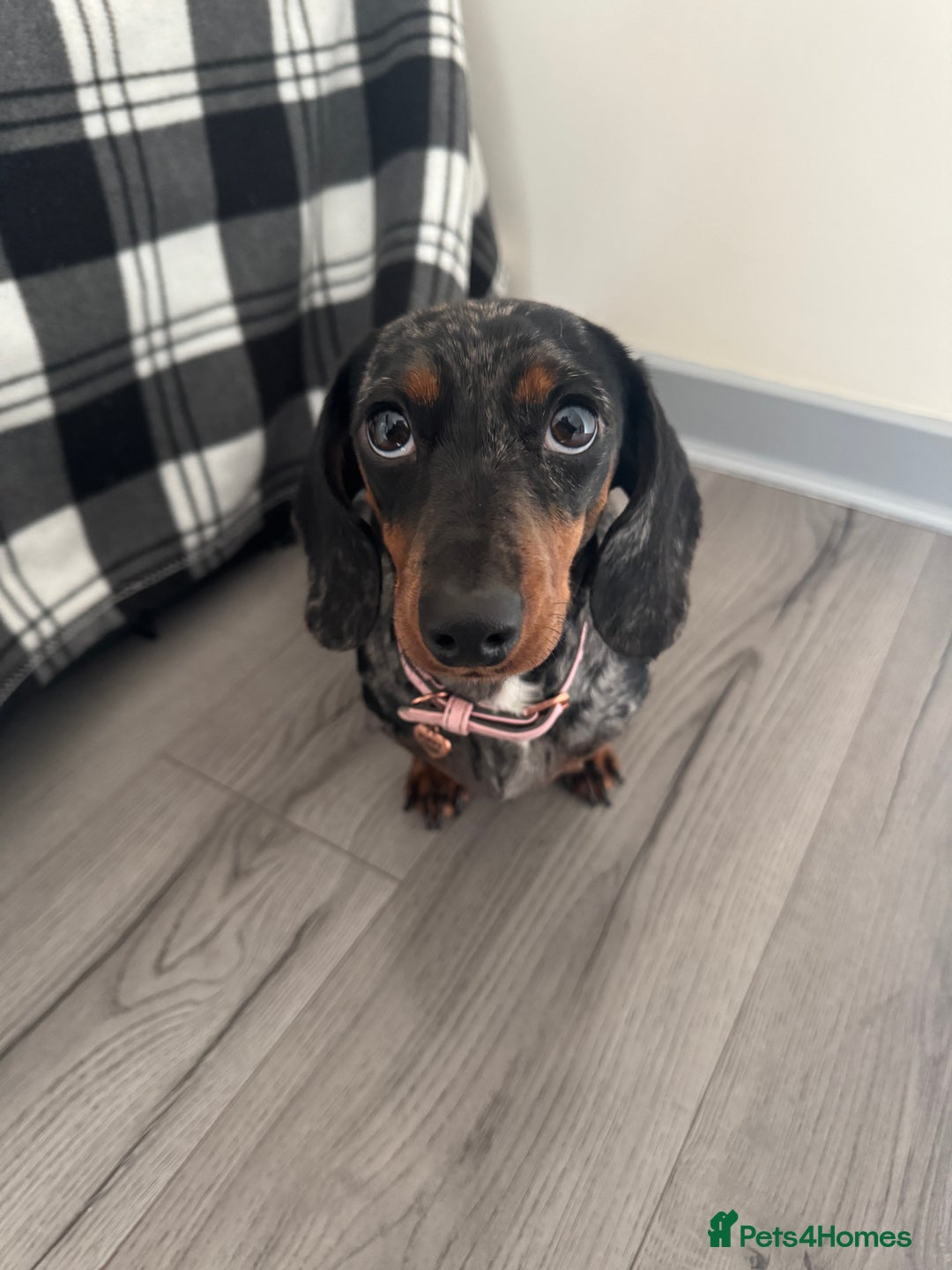 Miniature Dachshund dogs for sale: Miniature Dachsund - 1 year 5 month  - Image 3