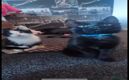 Mixed Breed cats for sale: Gorgeous kittens, 1 male, 1 female - Advert 1