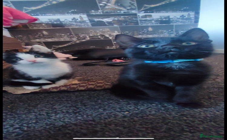 Mixed Breed cats Gorgeous kittens, 1 male, 1 female - Advert 1