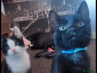 Mixed Breed cats Gorgeous kittens, 1 male, 1 female - Advert 1