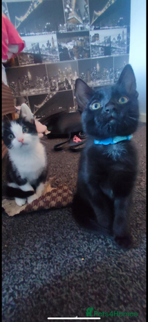 Mixed Breed cats Gorgeous kittens, 1 male, 1 female - Advert 1