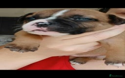 Staffordshire Bull Terrier dogs for sale: Champ sired beautiful pup💥 - Image 5
