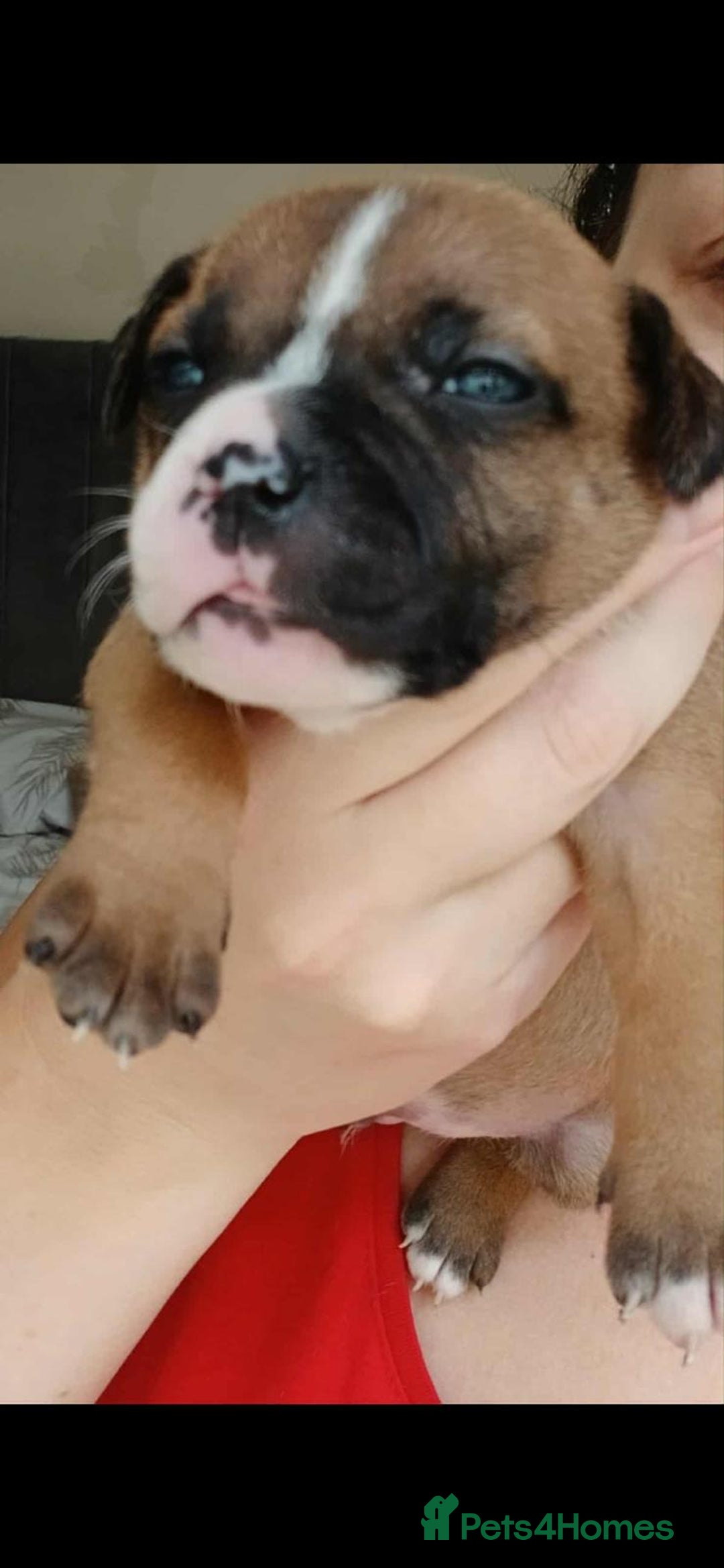 Staffordshire Bull Terrier dogs for sale: Champ sired beautiful pup💥 - Image 5