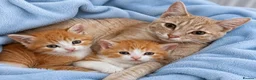 American Shorthair cats for sale: American Shorthair twins  - Advert 4