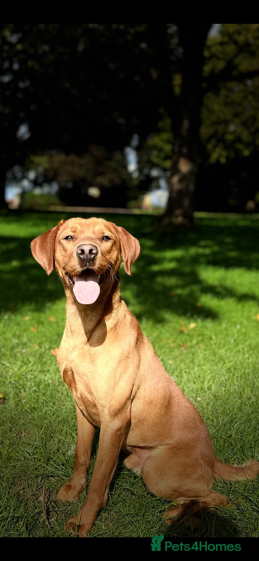 Labrador Retriever dogs for stud: Stunning Red Dog Available At Stud - Advert 7