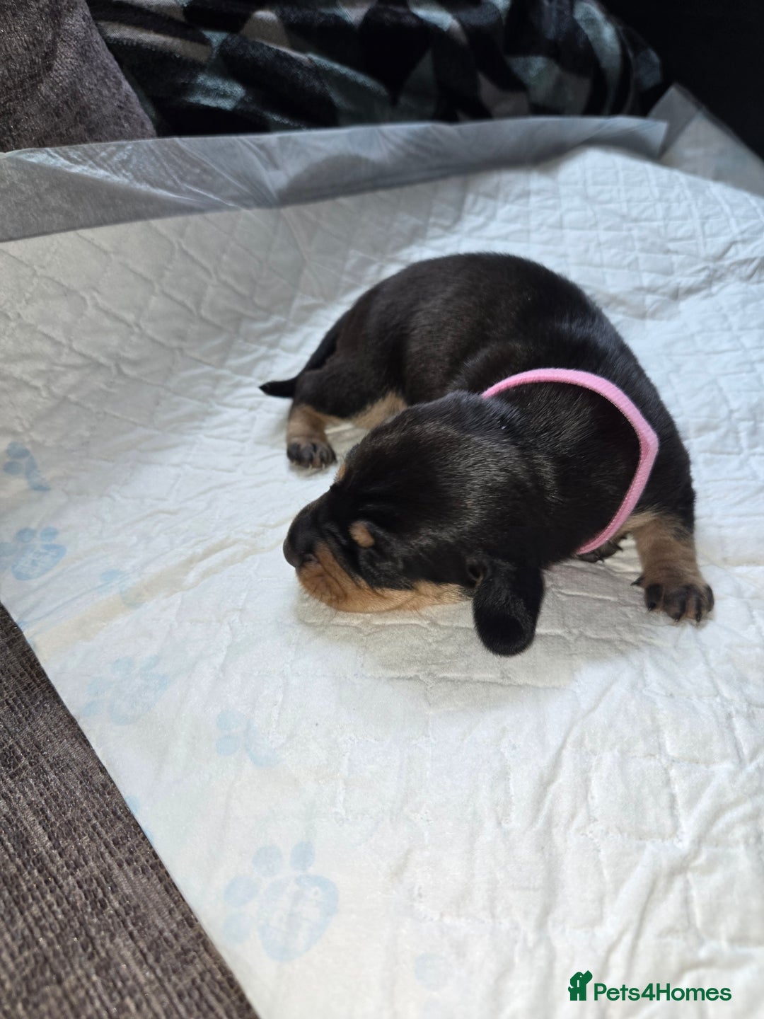 Miniature Dachshund dogs for sale: Miniature dacshund pups for sale - Image 14