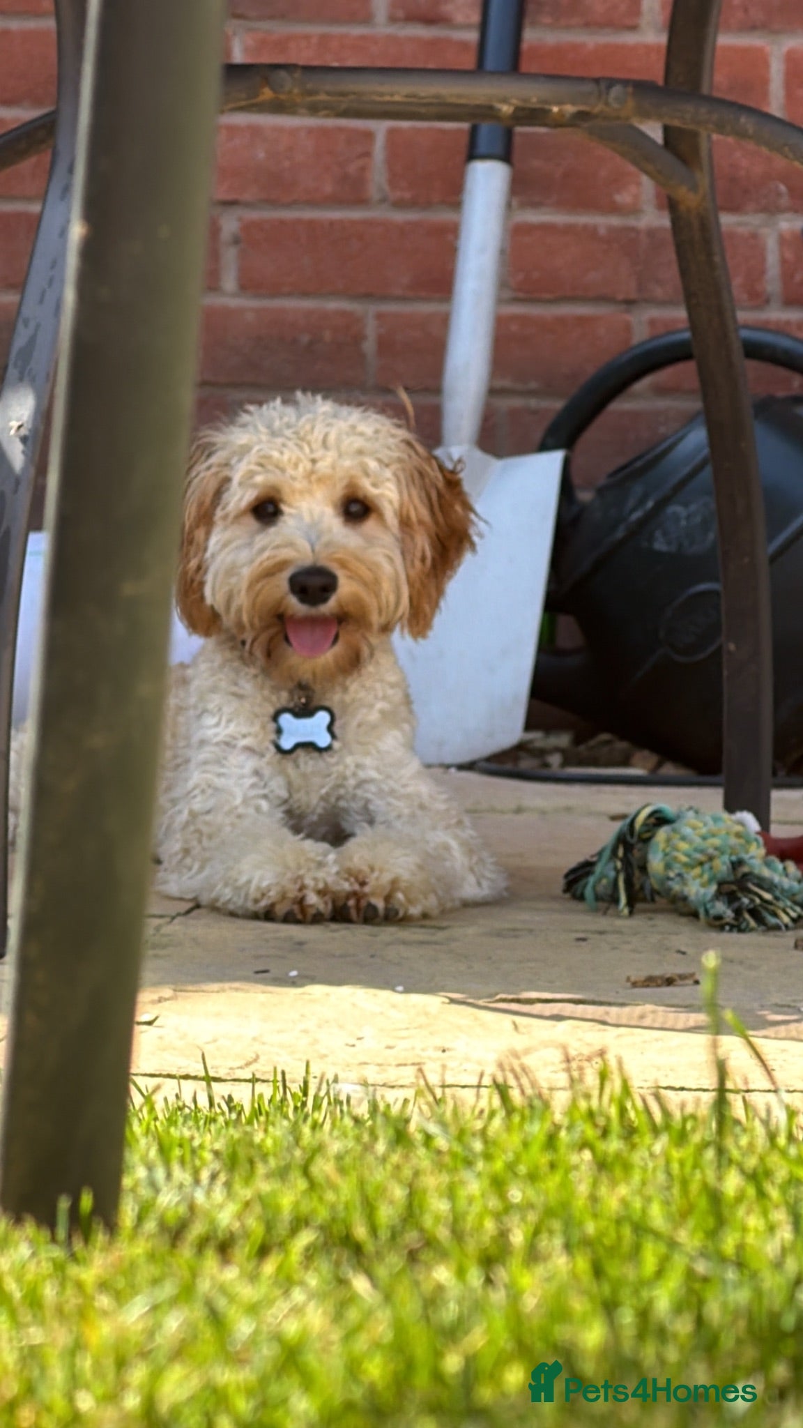 Cavapoo dogs Gorgeous male Cavapoo puppy 9 months old - Advert 12