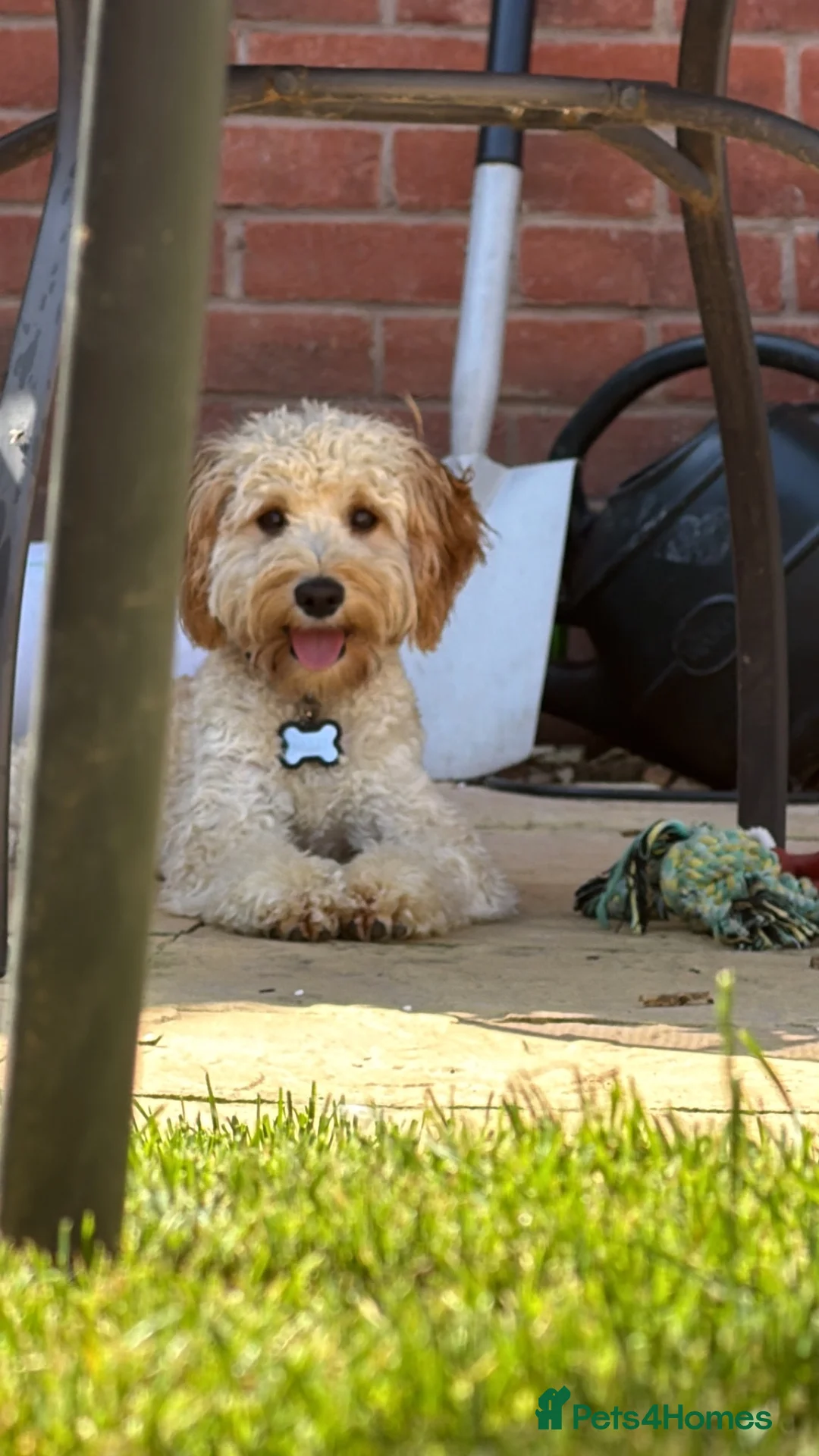 Cavapoo dogs for sale: Gorgeous male Cavapoo puppy 9 months old - Advert 1