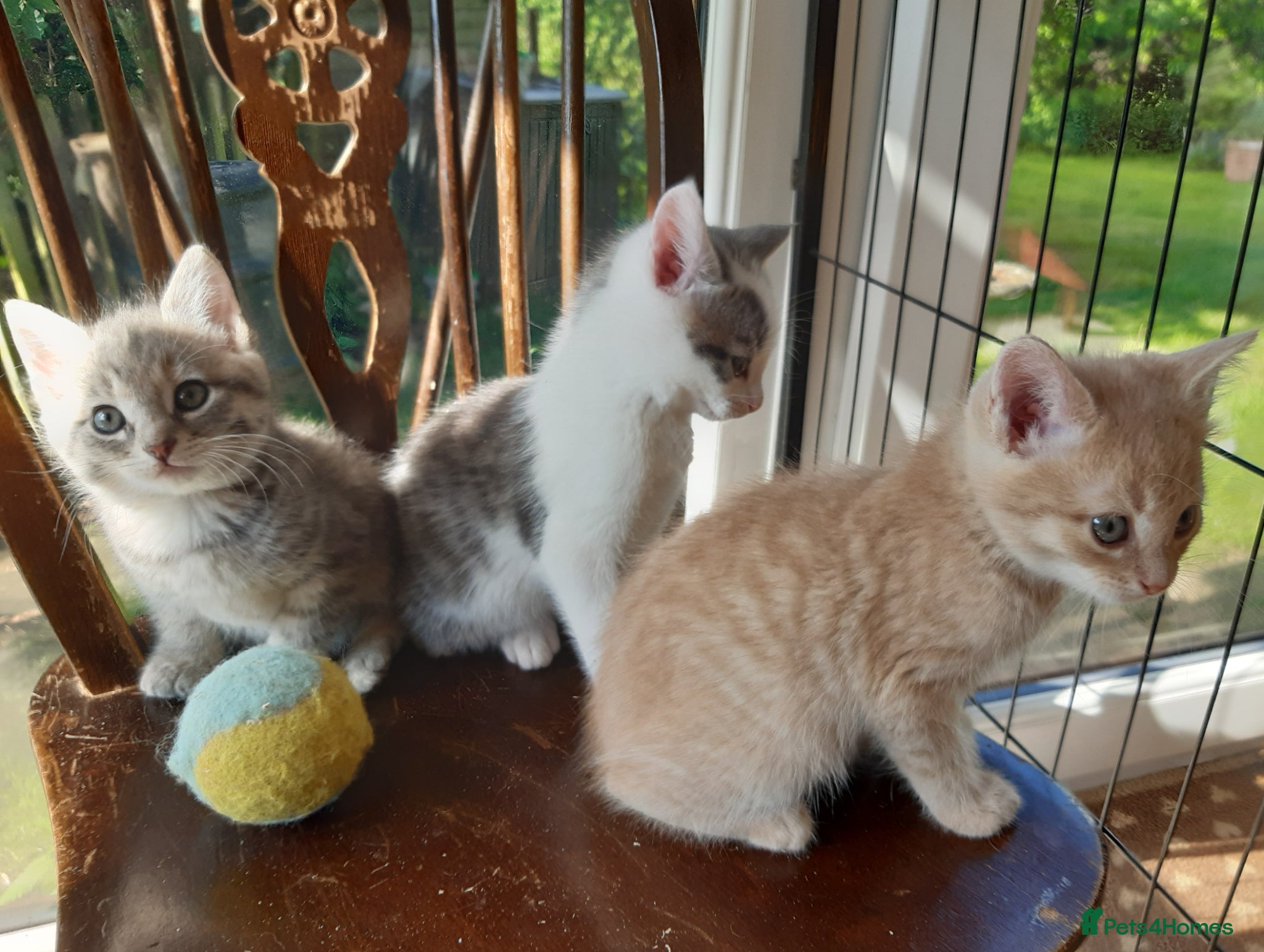 Mixed Breed cats Blue tabby ginger kittens  - Advert 1